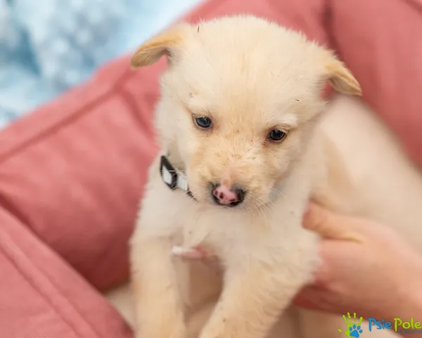 Pies do adopcji, Racławice, 14 września 2025 (1/5)