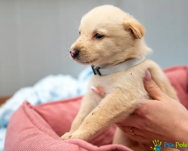 Pies do adopcji, Racławice, 14 września 2025 (2/5)