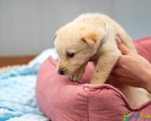 Pies do adopcji, Racławice, 14 września 2025 (3/5)