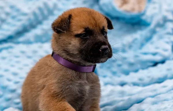 Pies do adopcji, Racławice, 14 września 2025 (3/5)