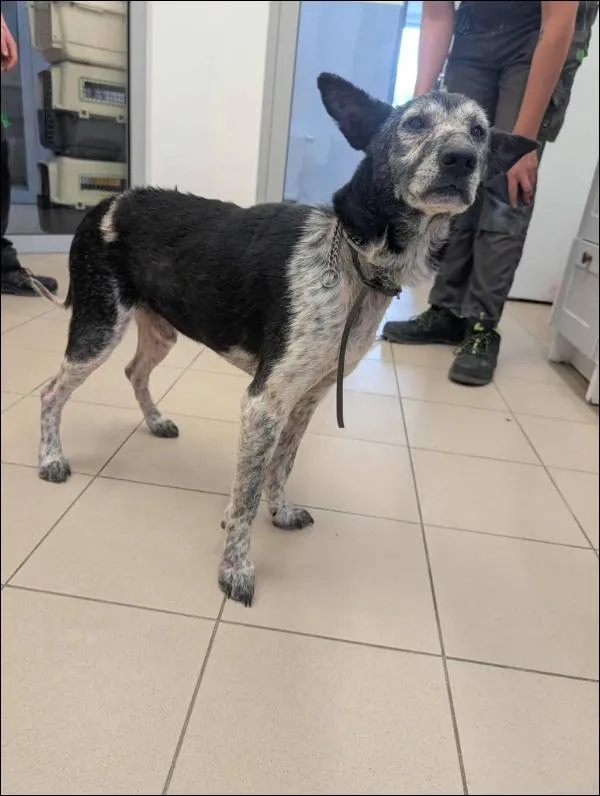 Znaleziono psa, Grudziądz, 17 września 2025