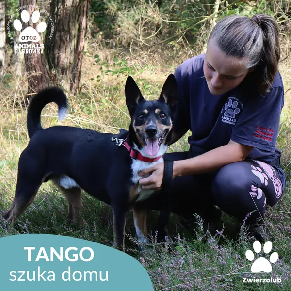 Pies do adopcji, Dąbrówka, 17 września 2025 (1/5)