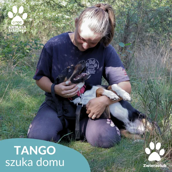 Pies do adopcji, Dąbrówka, 17 września 2025 (4/5)