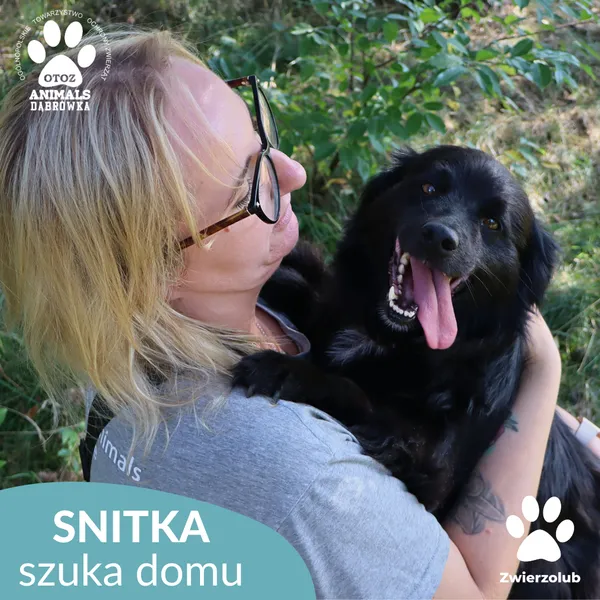Pies do adopcji, Dąbrówka, 17 września 2025 (3/5)