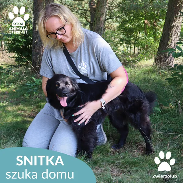 Pies do adopcji, Dąbrówka, 17 września 2025 (4/5)