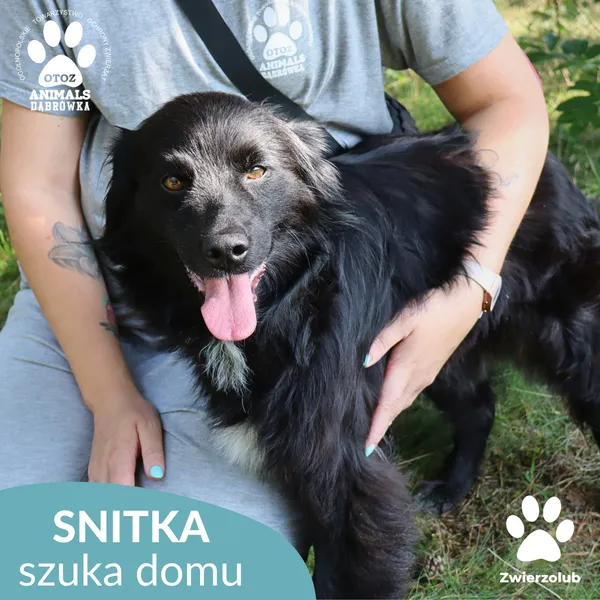 Pies do adopcji, Dąbrówka, 17 września 2025 (5/5)