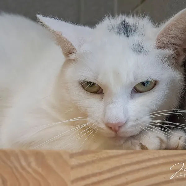 Kot do adopcji, Sopot, 17 września 2025 (3/3)