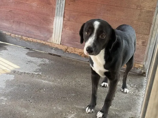 Pies do adopcji, Kraków, 3 września 2025