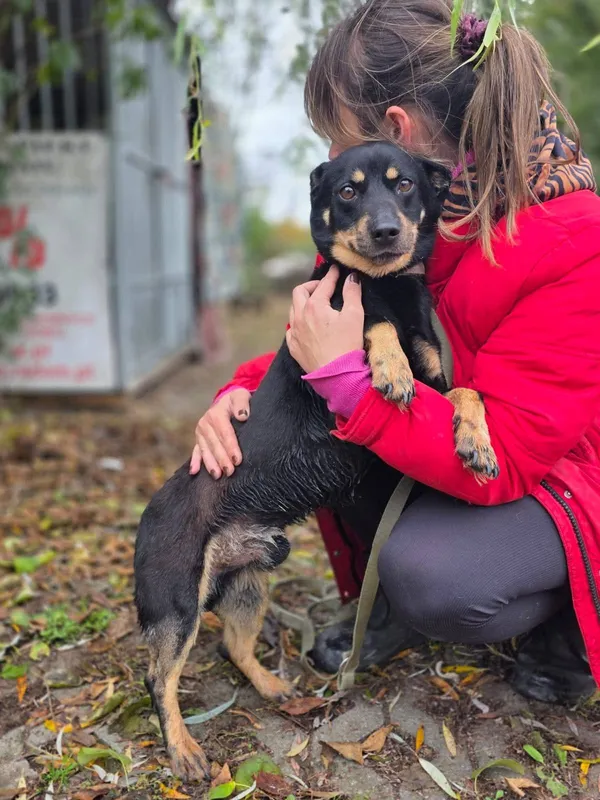 Pies do adopcji, Radom, 21 października 2025 (1/4)