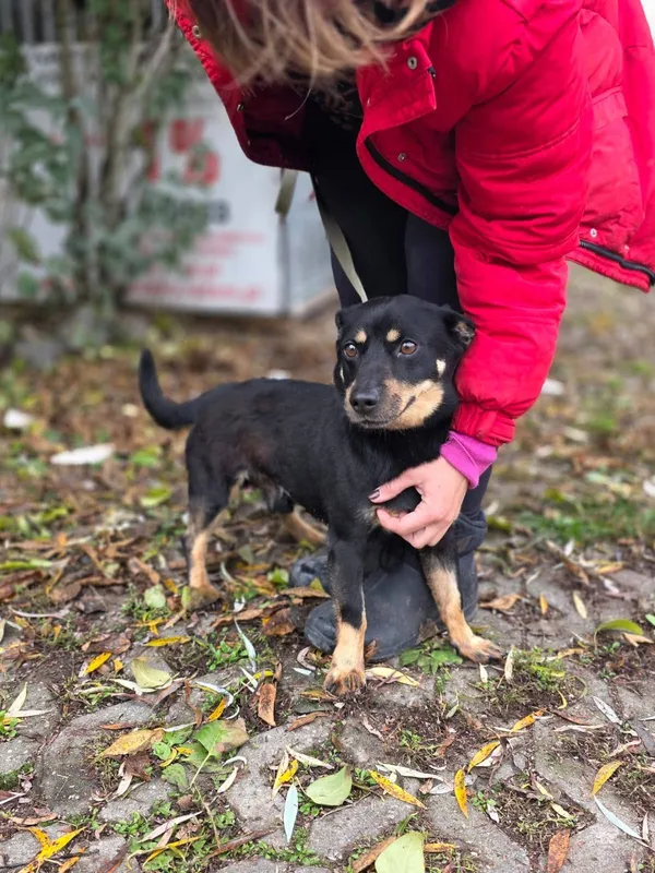 Pies do adopcji, Radom, 21 października 2025 (2/4)