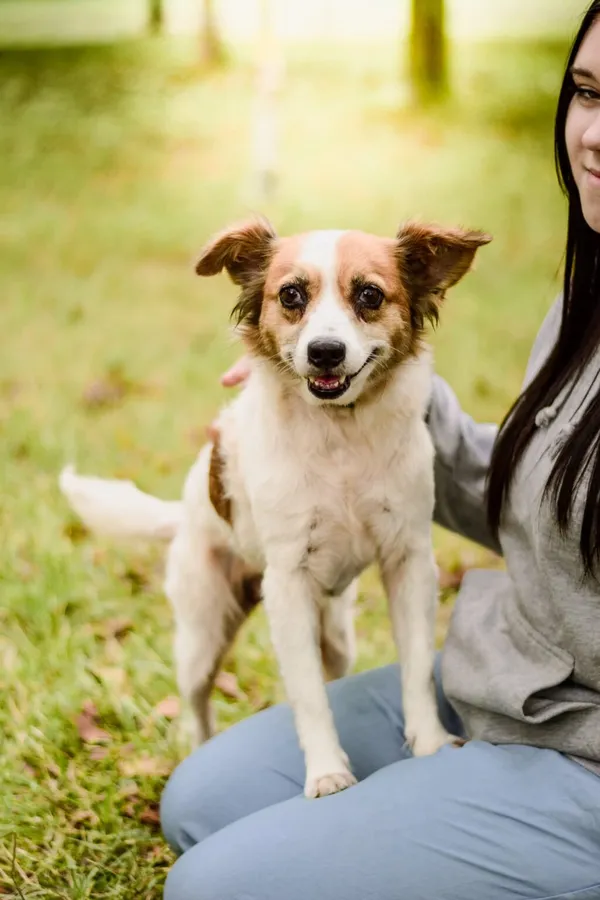 Pies do adopcji, Radom, 19 września 2025 (2/5)