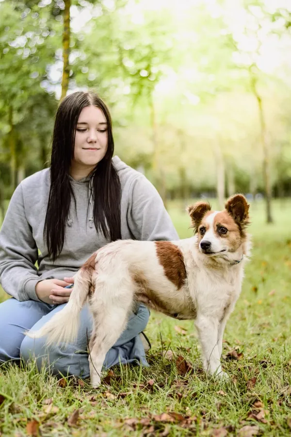 Pies do adopcji, Radom, 19 września 2025 (4/5)