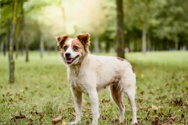 Pies do adopcji, Radom, 19 września 2025 (5/5)