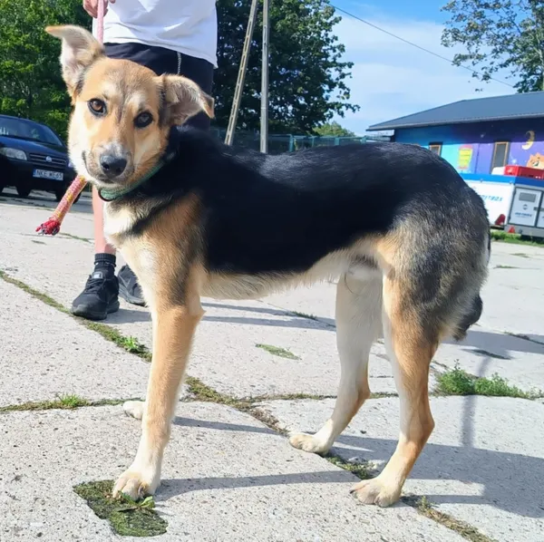 Znaleziono psa, Pieckowo, 17 września 2025 (2/2)