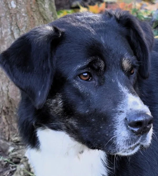 Znaleziono psa, Pieckowo, 17 września 2025 (1/5)