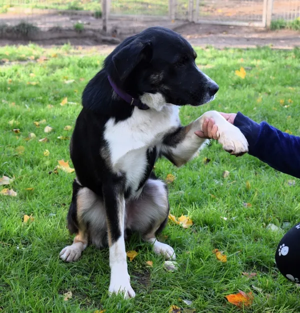 Znaleziono psa, Pieckowo, 17 września 2025 (2/5)