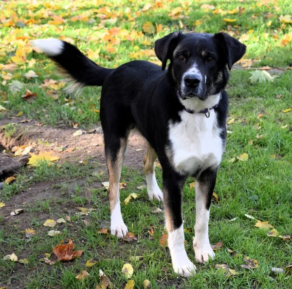 Znaleziono psa, Pieckowo, 17 września 2025 (3/5)