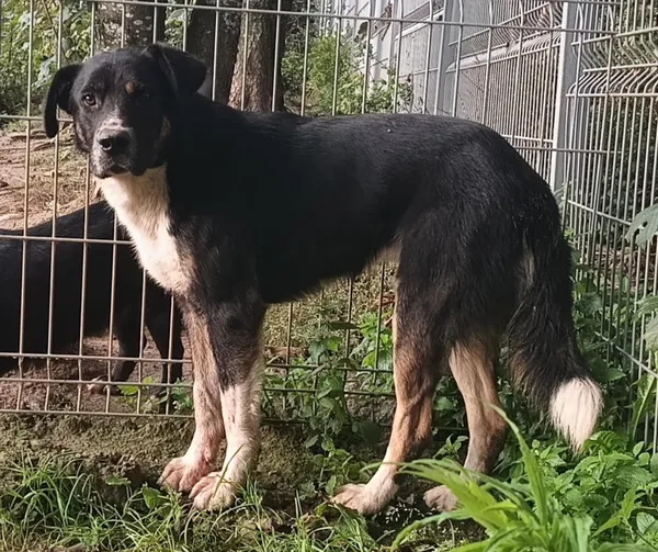 Znaleziono psa, Pieckowo, 17 września 2025 (4/5)