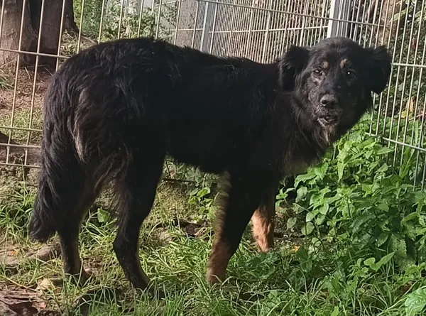 Znaleziono psa, Pieckowo, 17 września 2025 (2/2)