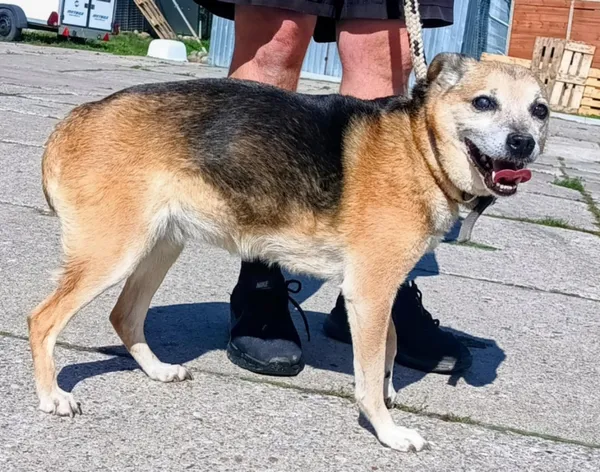 Znaleziono psa, Pieckowo, 17 września 2025 (1/2)