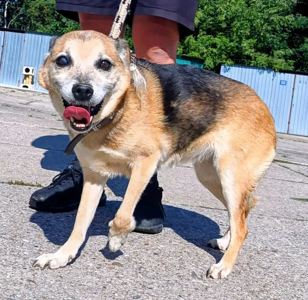 Znaleziono psa, Pieckowo, 17 września 2025 (2/2)