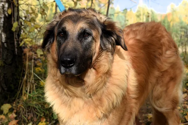 Znaleziono psa, Pieckowo, 17 września 2025 (1/5)