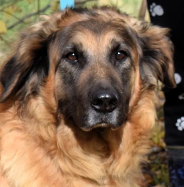 Znaleziono psa, Pieckowo, 17 września 2025 (2/5)