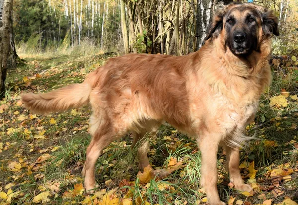 Znaleziono psa, Pieckowo, 17 września 2025 (4/5)