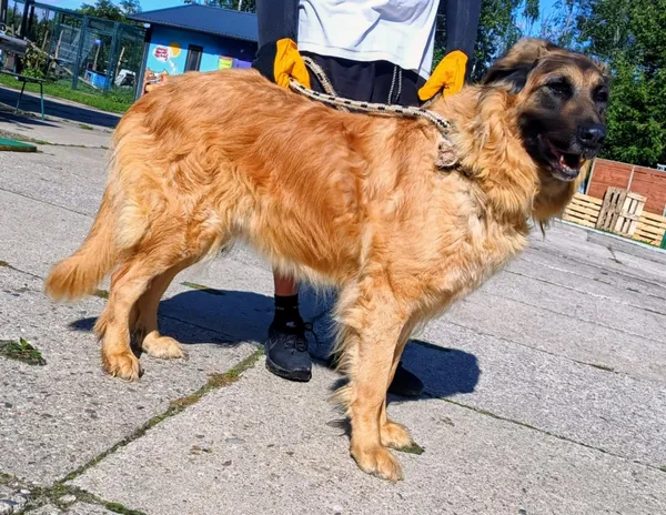 Znaleziono psa, Pieckowo, 17 września 2025 (5/5)