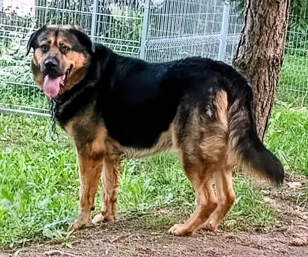 Znaleziono psa, Pieckowo, 17 września 2025 (1/2)