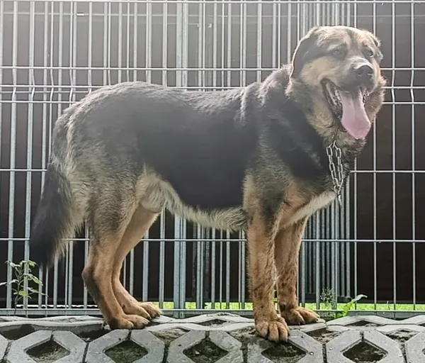 Znaleziono psa, Pieckowo, 17 września 2025 (2/2)