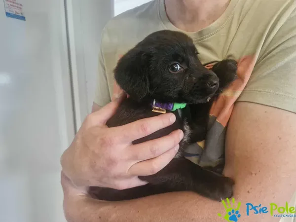 Znaleziono psa, Racławice, 13 września 2025