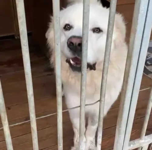 Pies do adopcji, Głowno, 17 września 2025 (1/5)