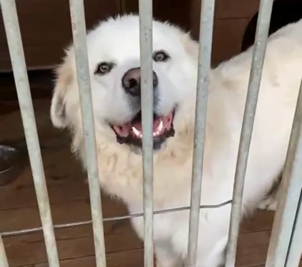 Pies do adopcji, Głowno, 17 września 2025 (2/5)