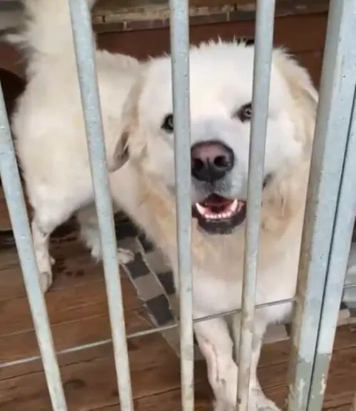 Pies do adopcji, Głowno, 17 września 2025 (3/5)