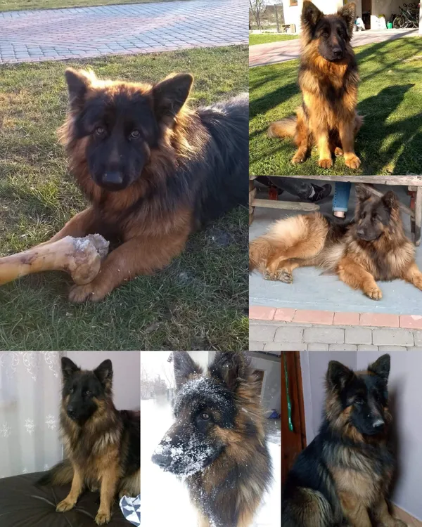 Zaginął pies, Mikułowice, 18 września 2025 (1/3)