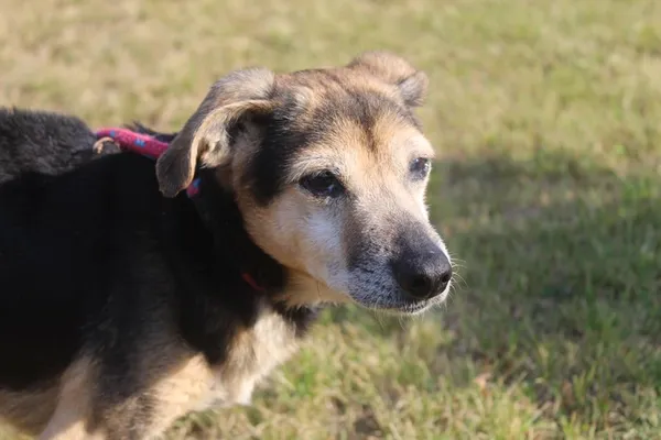 Pies do adopcji, Bełchatów, 24 lipca 2025 (2/5)