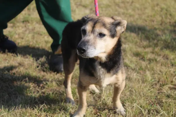 Pies do adopcji, Bełchatów, 24 lipca 2025 (5/5)