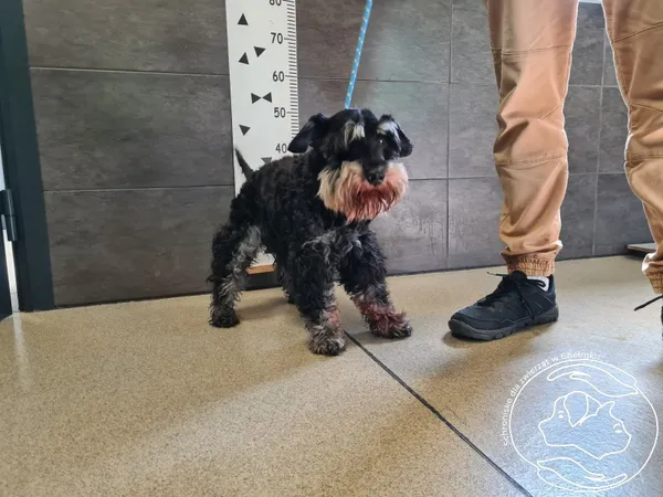 Znaleziono psa, Chełmek, 18 września 2025