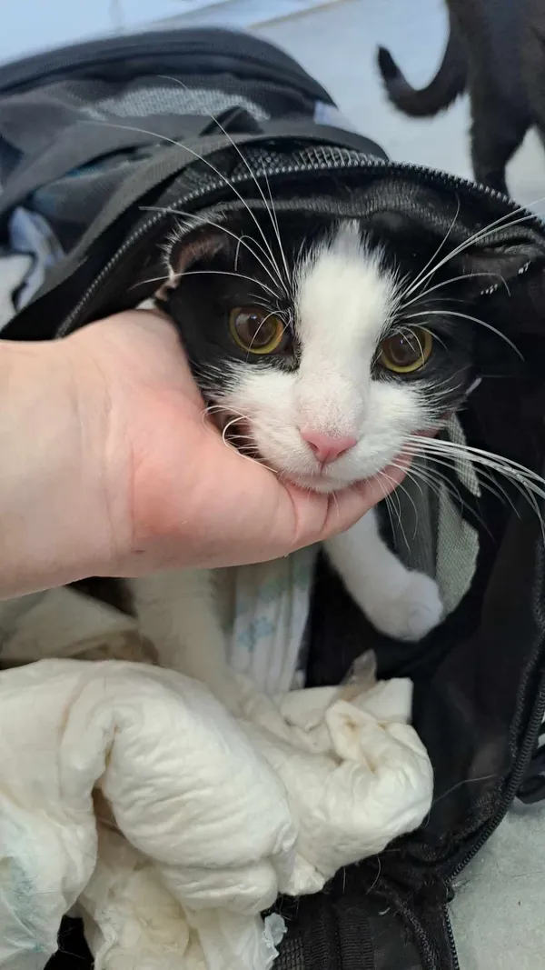 Kot do adopcji, Olsztyn, 2 września 2025 (2/3)