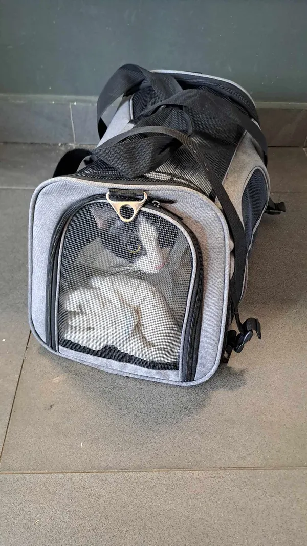 Kot do adopcji, Olsztyn, 2 września 2025 (3/3)