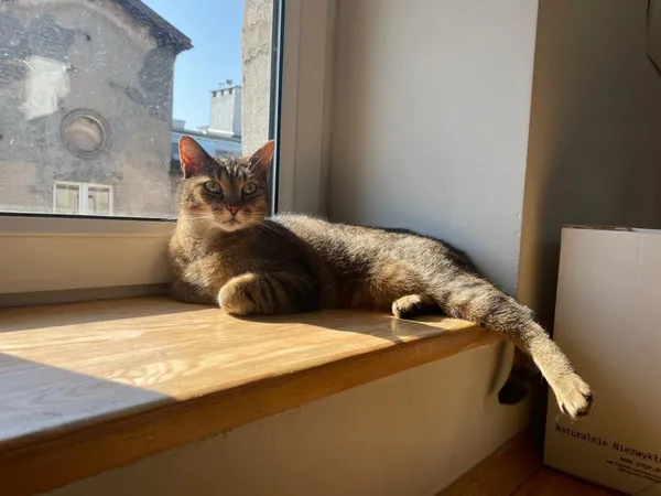 Zaginął kot, Łódź, 17 września 2025