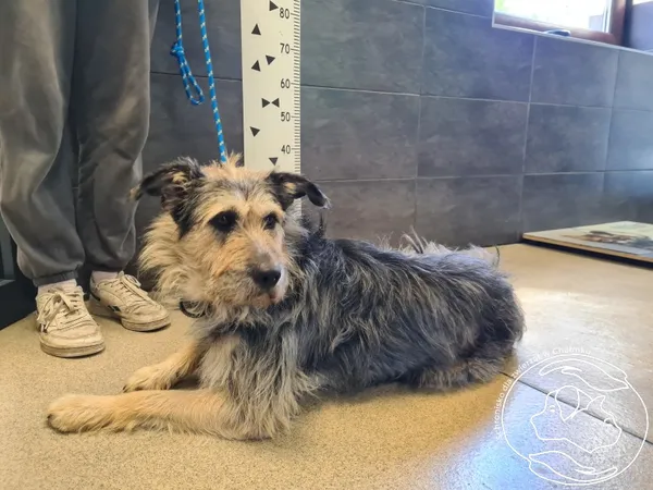 Pies do adopcji, Chełmek, 25 sierpnia 2025