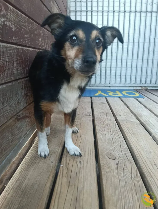 Znaleziono psa, Skałowo, 18 września 2025 (1/2)