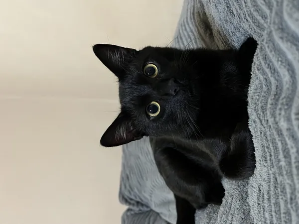 Zaginął kot, Łódź, 17 września 2025