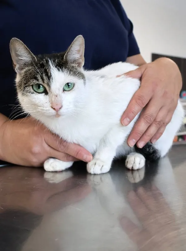 Znaleziono kota, Łódź, 17 września 2025 (1/2)