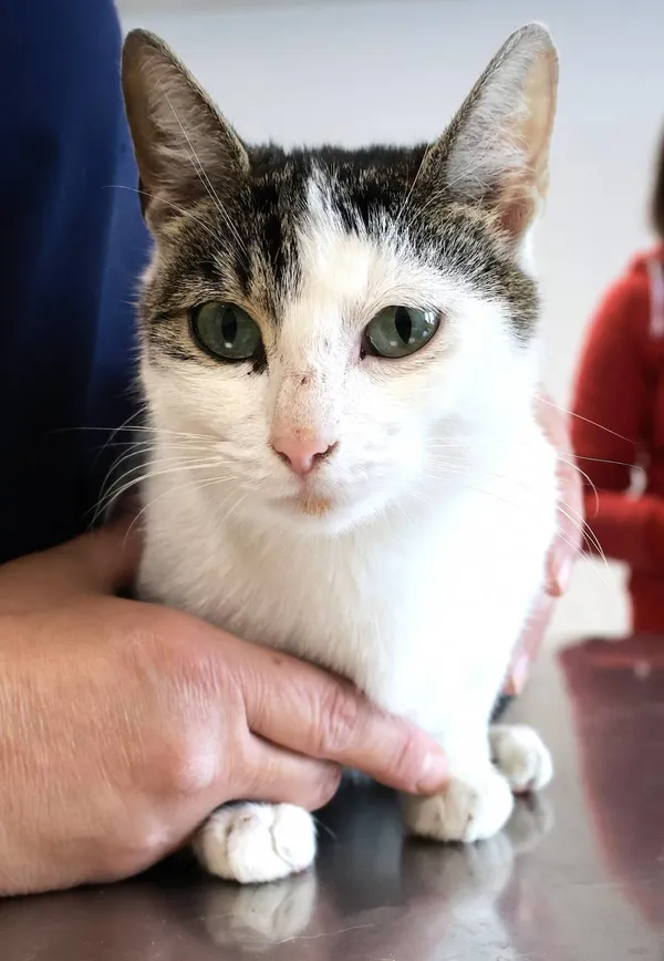 Znaleziono kota, Łódź, 17 września 2025 (2/2)