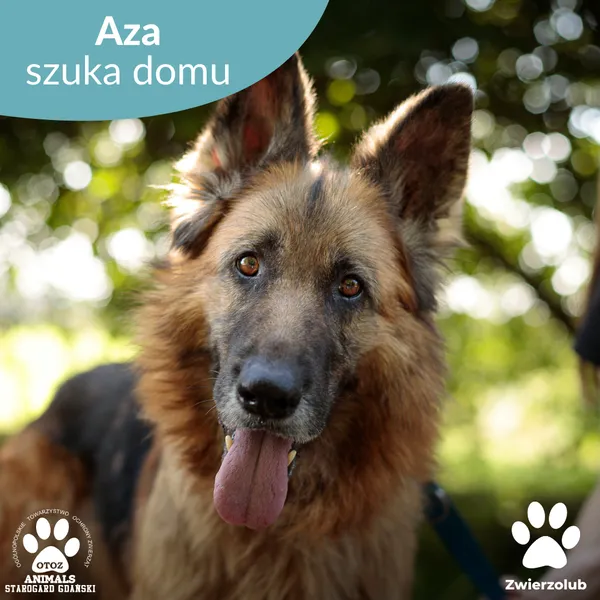 Pies do adopcji, Starogard Gdański, 18 września 2025 (1/4)