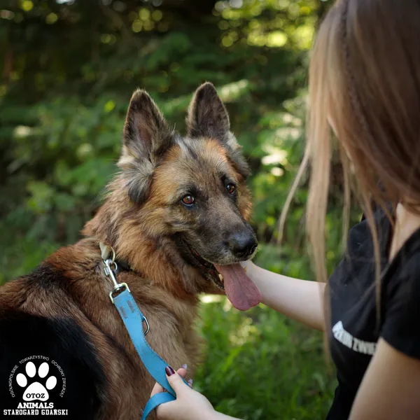Pies do adopcji, Starogard Gdański, 18 września 2025 (2/4)