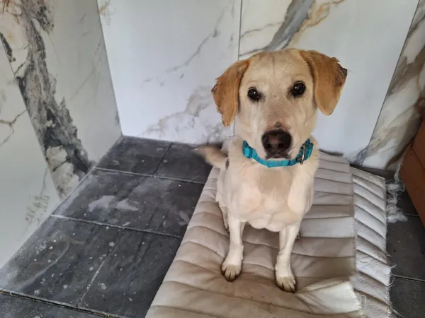 Znaleziono psa, Chojnice, 18 września 2025 (1/5)